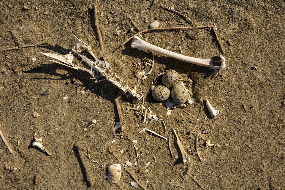 Skeletal remains near eggs