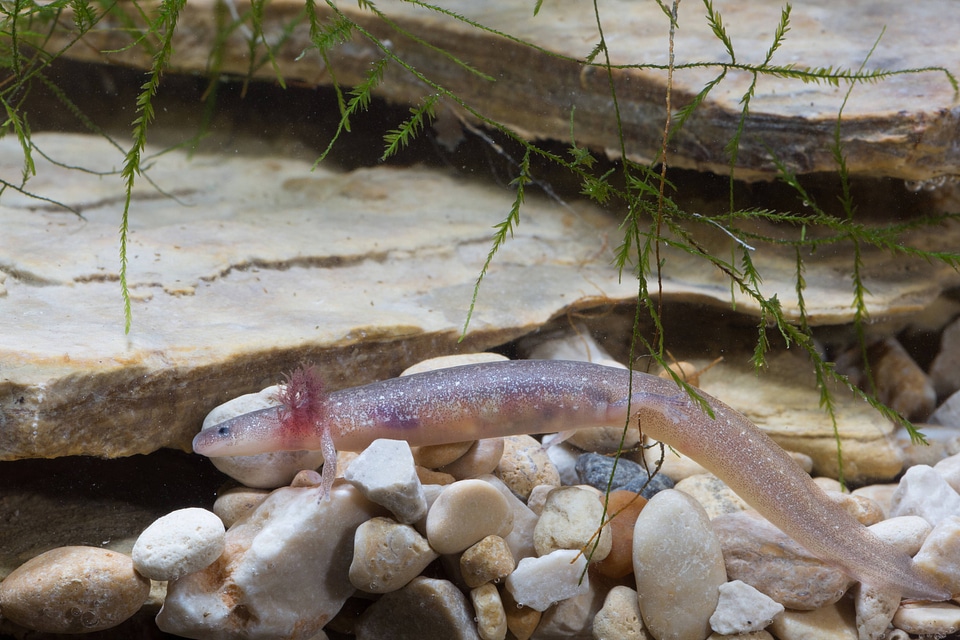 Barton Springs Salamander-1