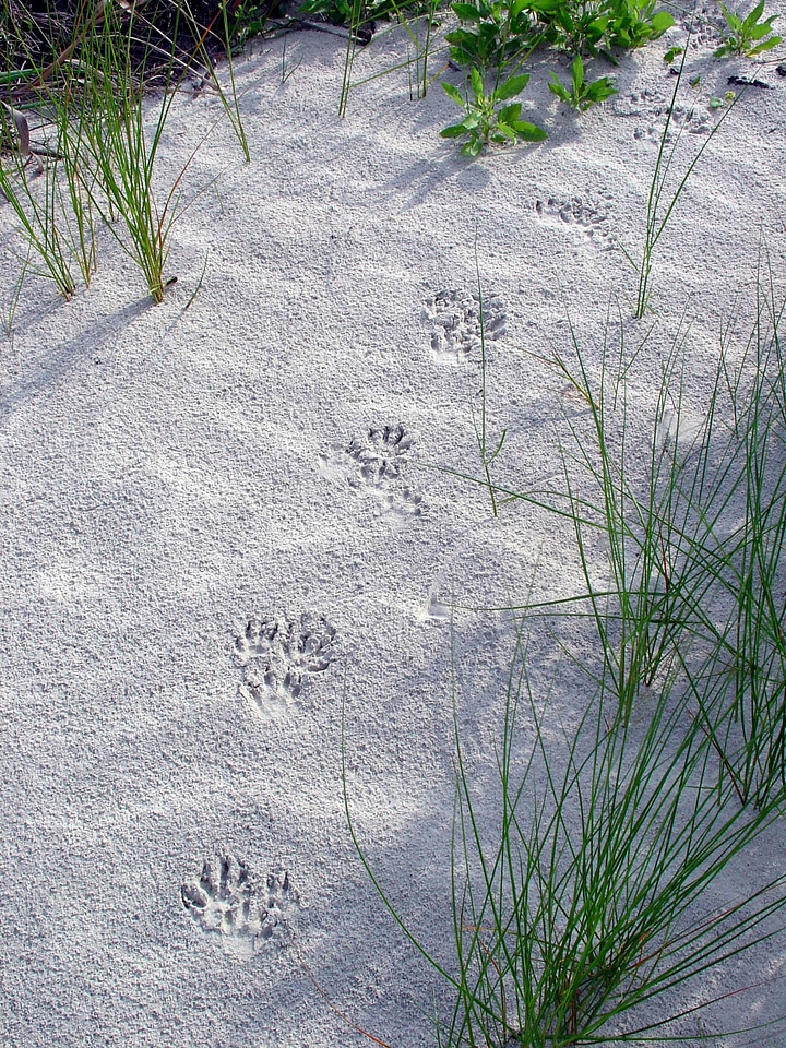 Racoon tracks in the sand