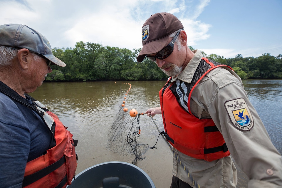 Biologists in boat net Gulf sturgeon in river-1