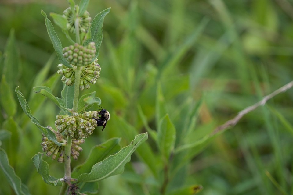 Green Comet MIlkweed with a bee