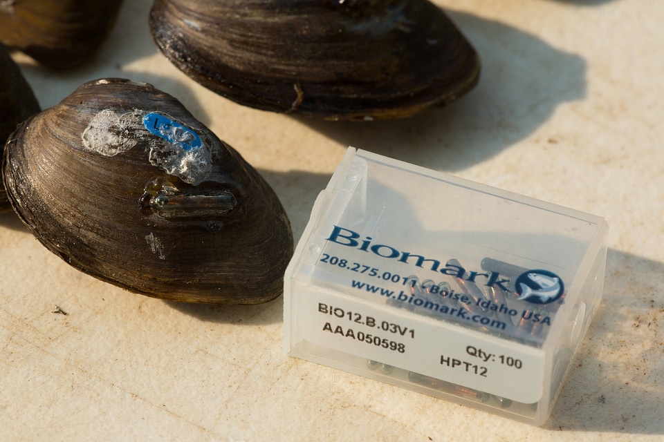 PIT tagged freshwater mussels