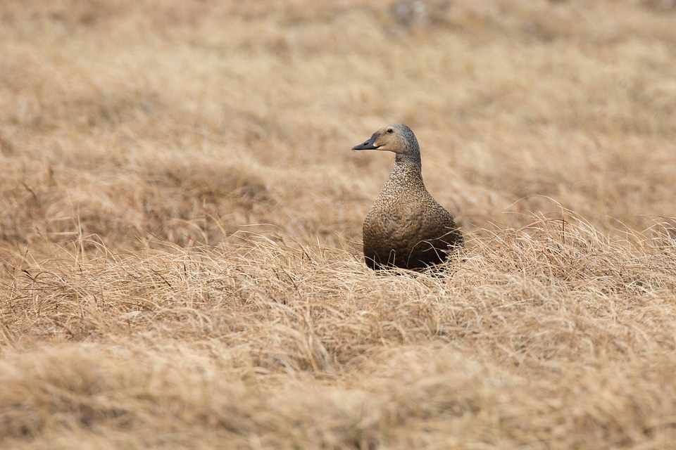 Female King Eider at a nest