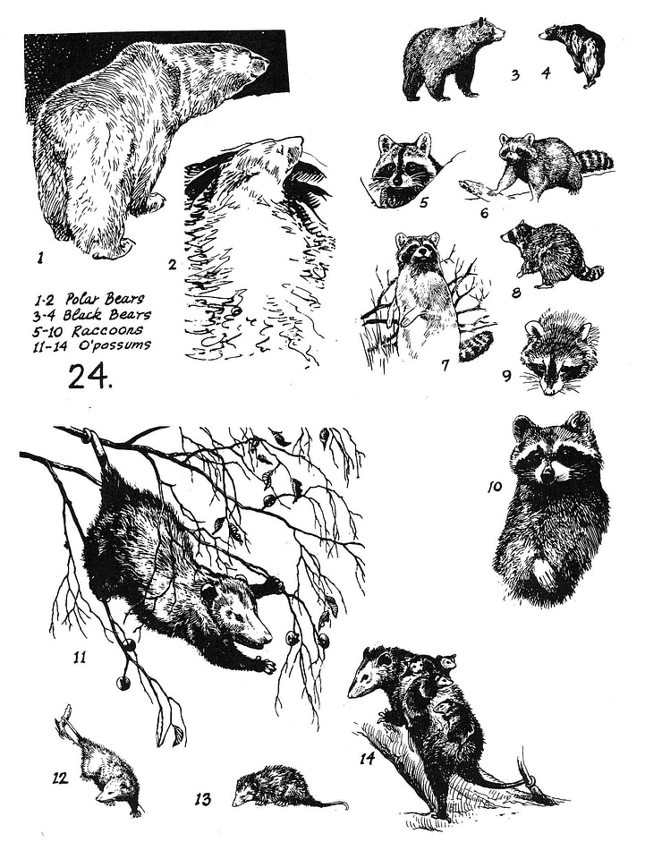 Mammals 24