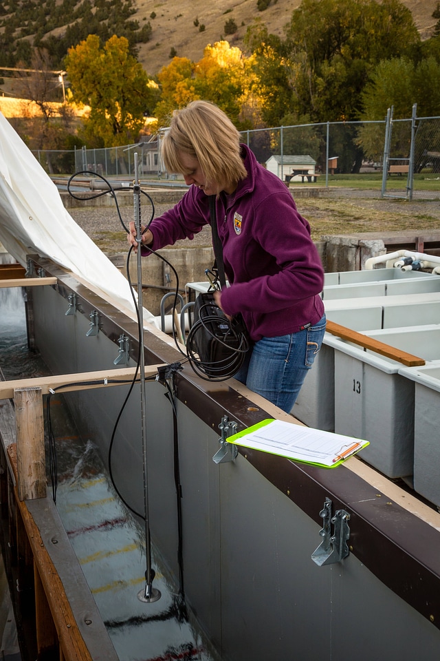 Biologist measures water velocity in a flume-1