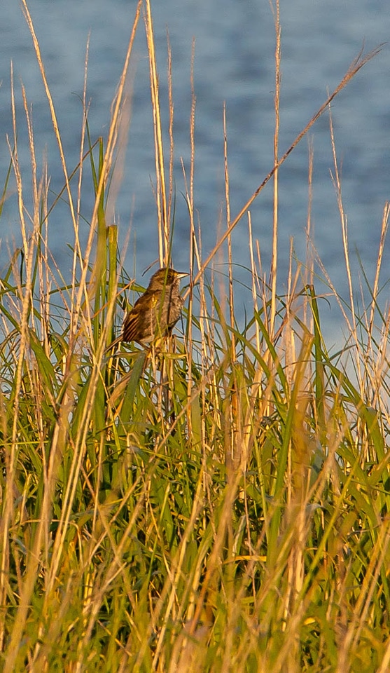 Seaside Sparrow in grasses-1