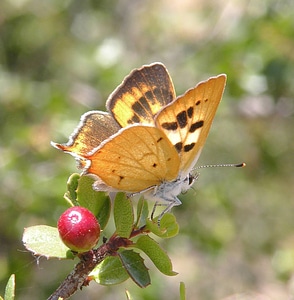 Hermes copper butterfly