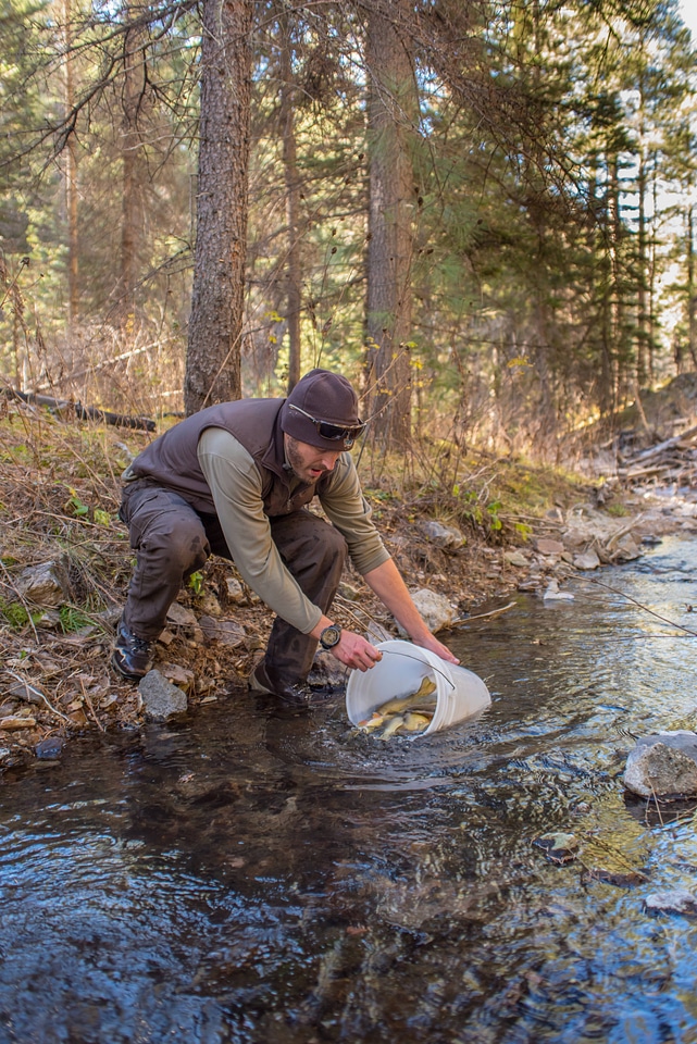 Biologist stocks Gila trout into Mineral Creek
