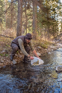 Biologist stocks Gila trout into Mineral Creek