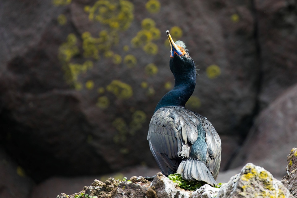 Red-faced cormorant