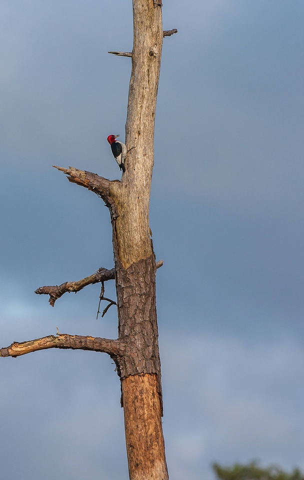Red-headed woodpecker on dead snag-1