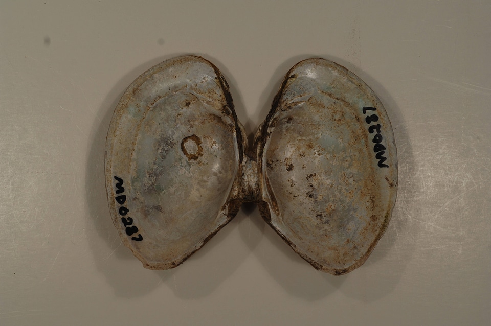 Lampsilis sp.-3