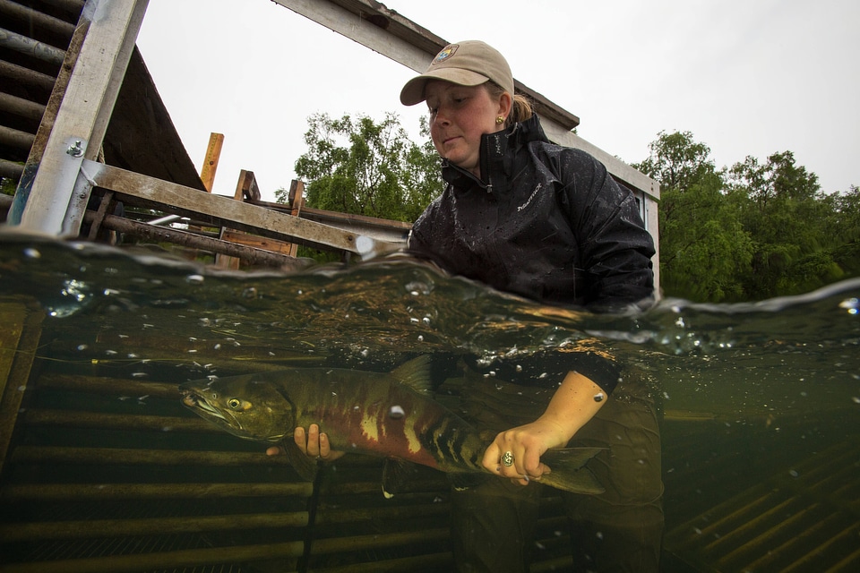 Biologist releases salmon-2