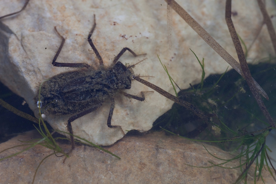 Hine's emerald dragonfly larvae in shallow water-1