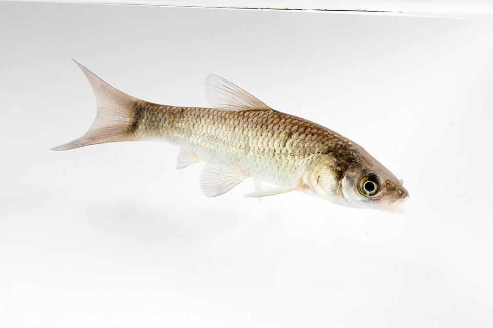 Black Carp Juvenile