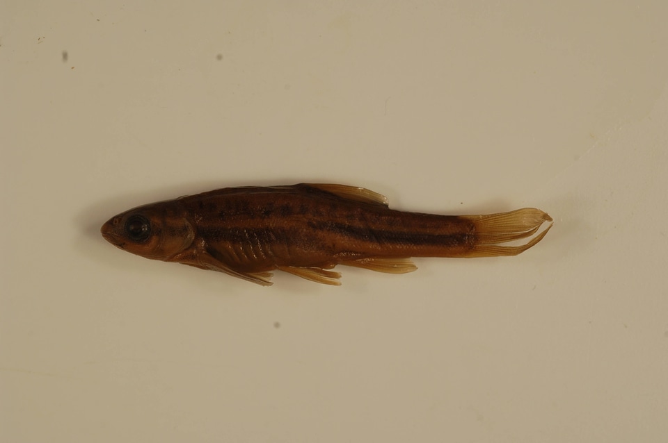 Chrosomus oreas