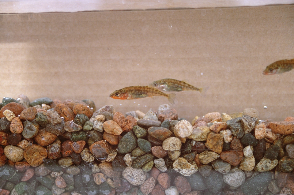 Threespine stickleback-1