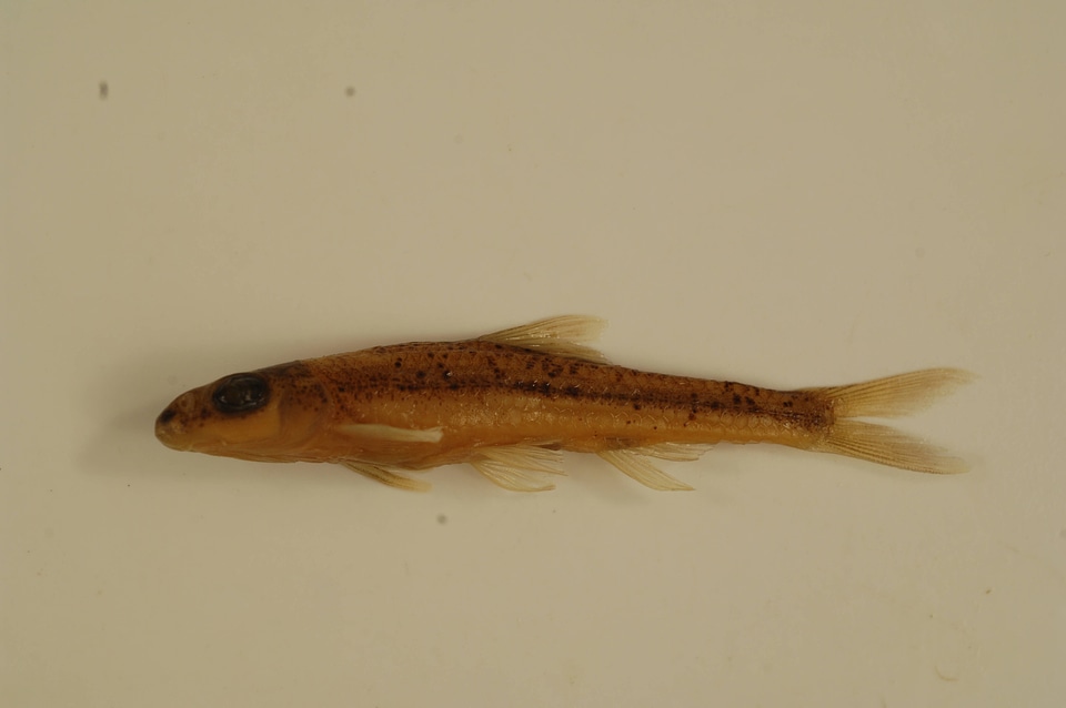 Macrhybopsis aestivalis
