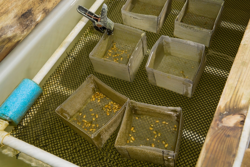 Freshwater mussel mesh cages-3