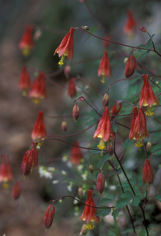 Columbine