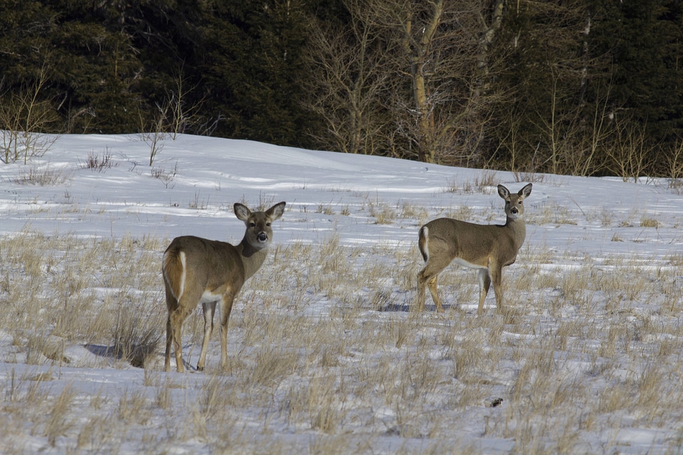 White-tailed deer in snow