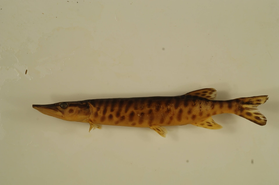 Esox masquinongy x lucius