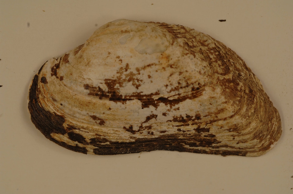 Alasmidonta marginata (outside)