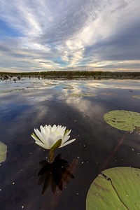 Water lily blossom
