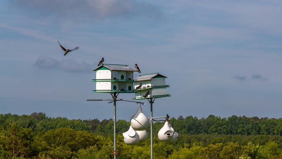 Purple Martin houses at Prime Hook NWR-1