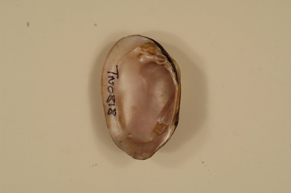 Villosa trabalis (inside)-1
