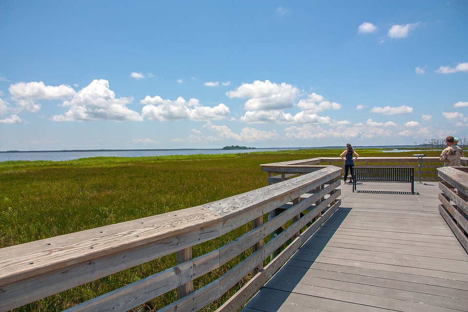 View of wetland from boardwalk