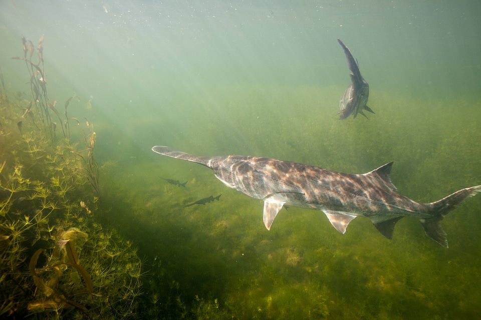 American paddlefish-1