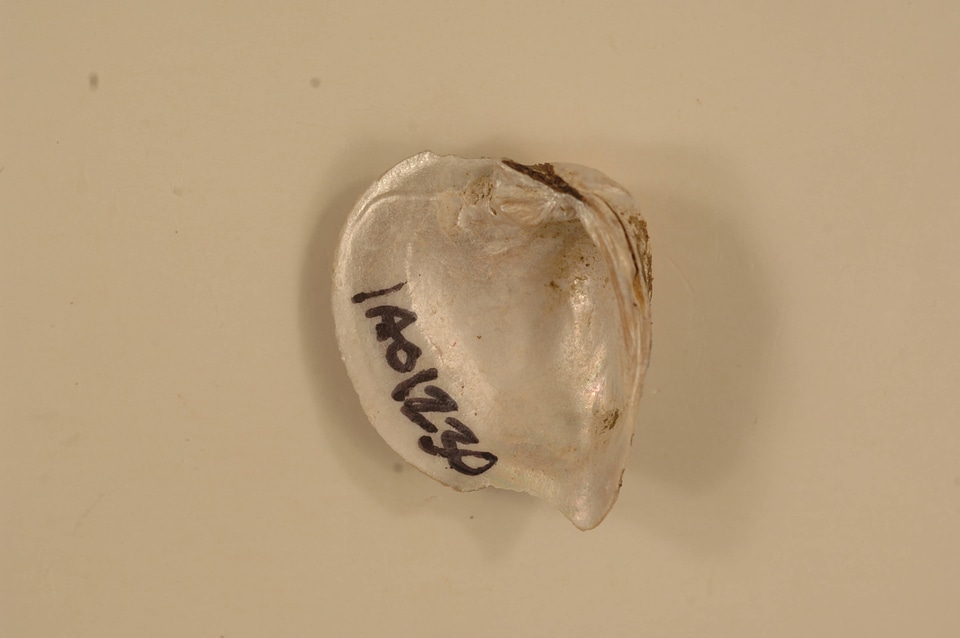 Truncilla truncata (inside)-1