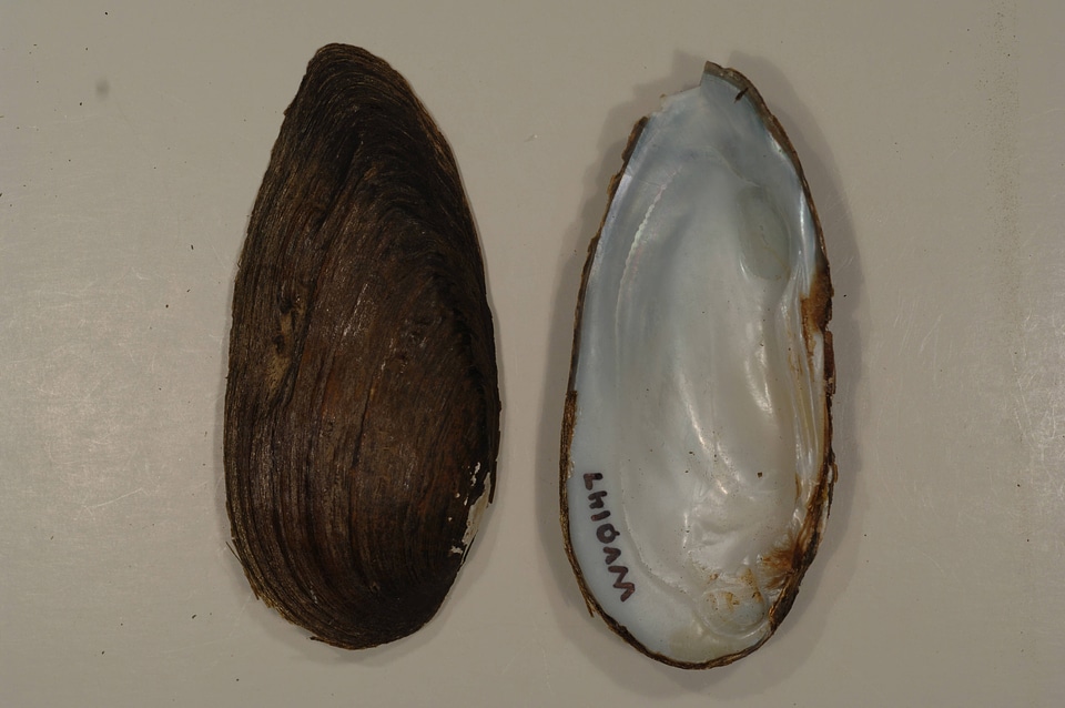 Elliptio dilatata-1