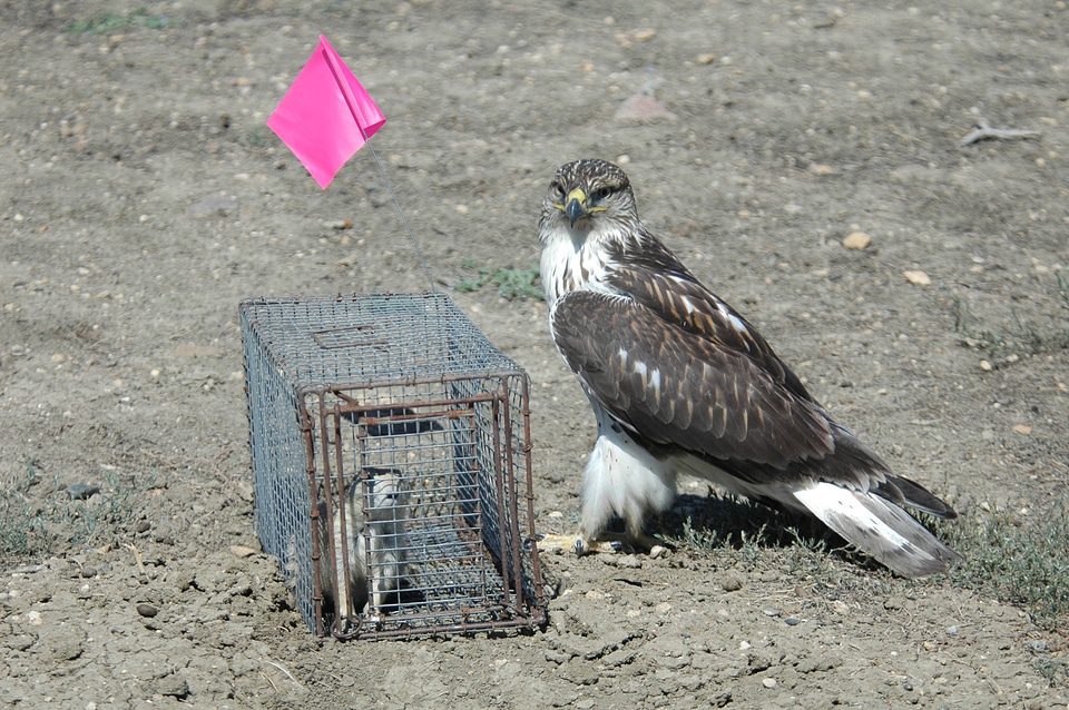 Ferruginous hawk sitting by a trap