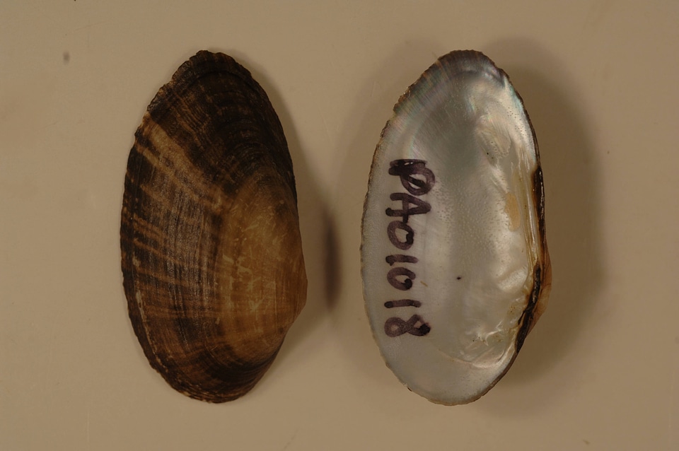 Villosa fabalis