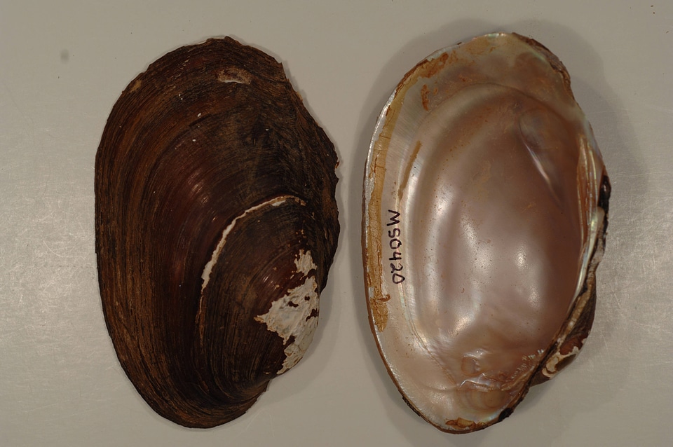 Potamilus purpuratus