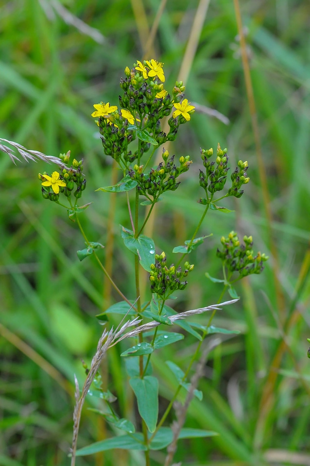 Invasive St. John's Wort-1