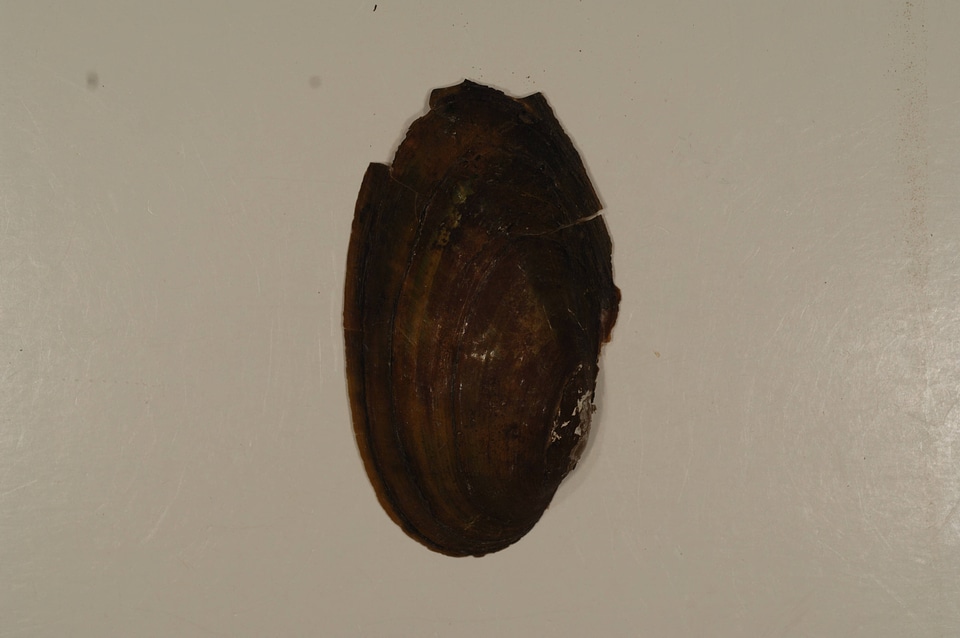 Pyganodon cataracta (outside)