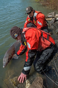 USFWS Fisheries workers releasing lake sturgeon-1
