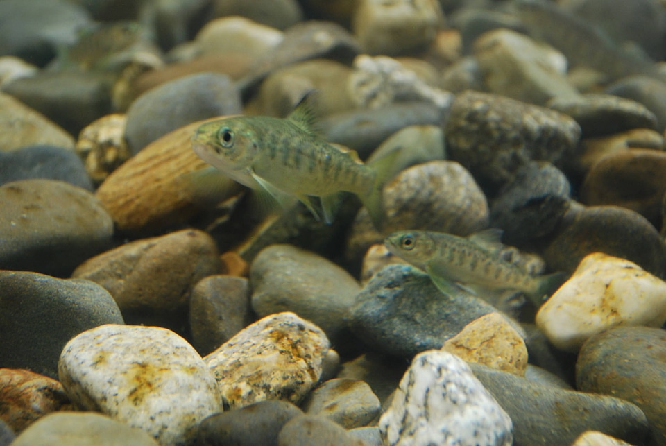 Atlantic salmon parr in Cobble Habitat