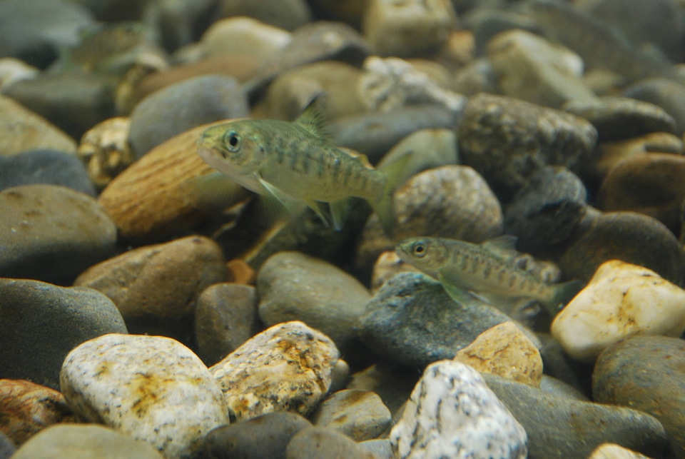 Atlantic salmon parr in Cobble Habitat photo