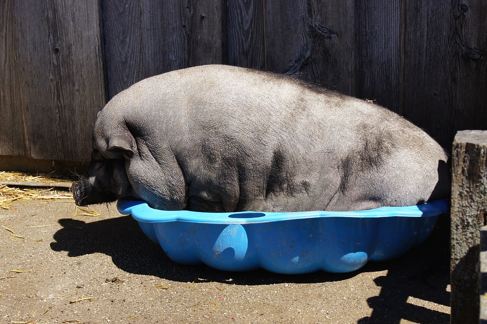 Slope construction pig animal bath