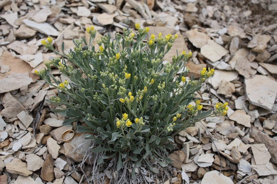 Dudley Bluffs twinpod plant