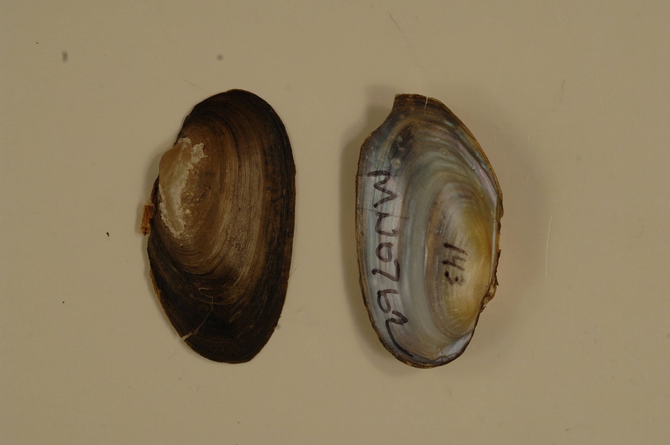 Anodontoides ferussacianus