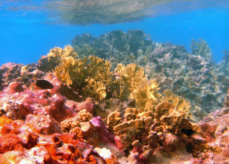 Coral reef with trigger fish