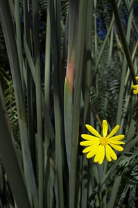 Plant natural blossom