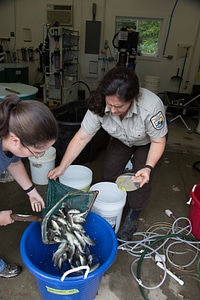 Infesting smallmouth bass with freshwater mussel larvae photo