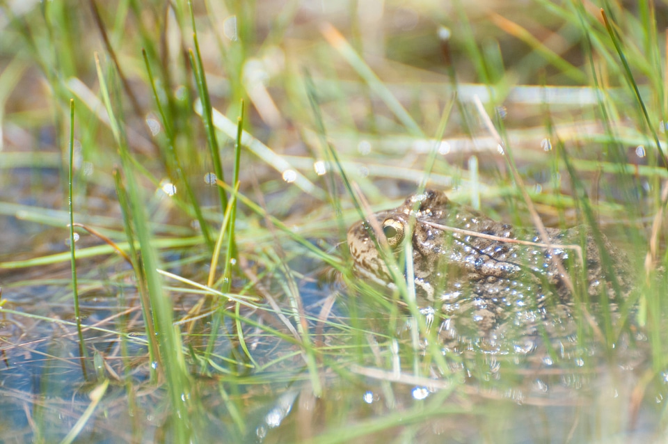 Mountain yellow-legged frog-1