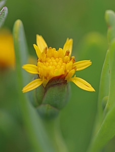 Marsh jaumea 